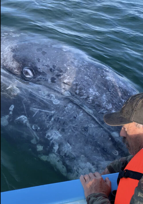 James meets a gray whale